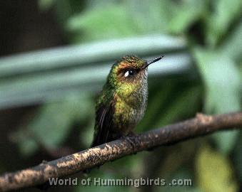 Hummingbird Garden Catalog: Mountain Avocetbill